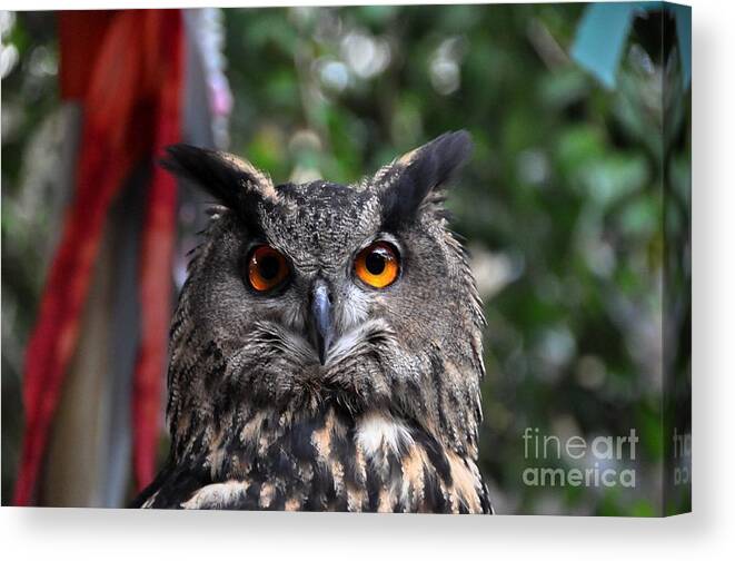 Owl Canvas Print featuring the photograph Horned Owl by John Black