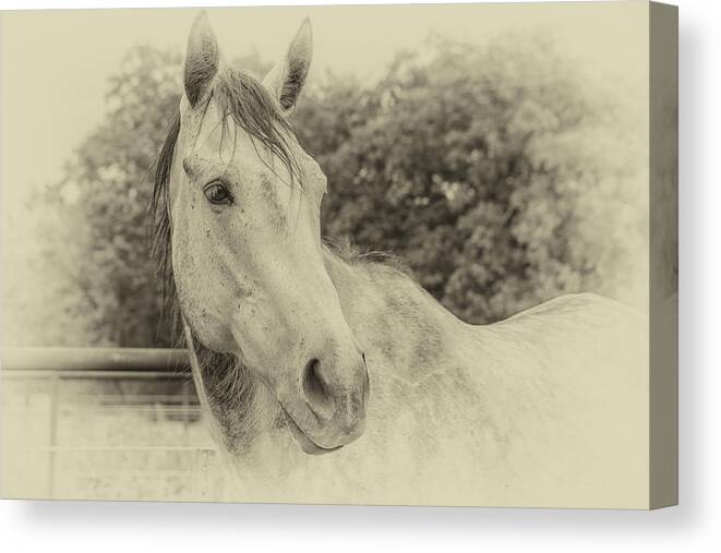 Horse Canvas Print featuring the photograph Horse - Antique by Bert Peake