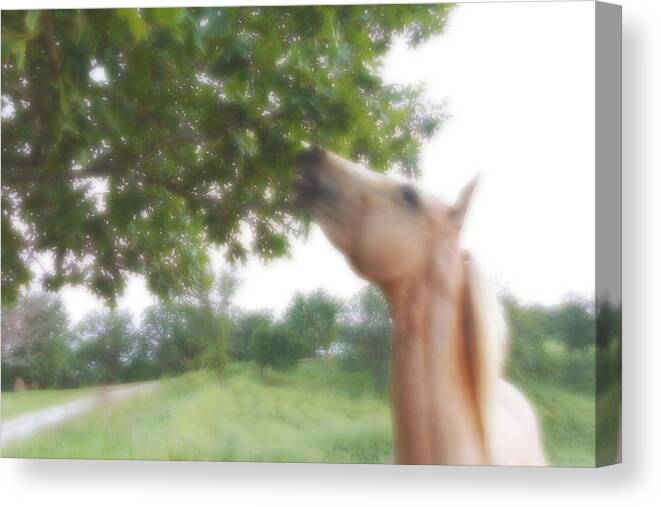 Horse Canvas Print featuring the digital art Horse Grazes in a Tree by Jana Russon