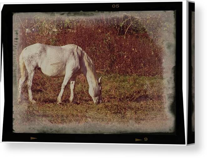 Wildlife Canvas Print featuring the photograph Horse Grazing by John Benedict