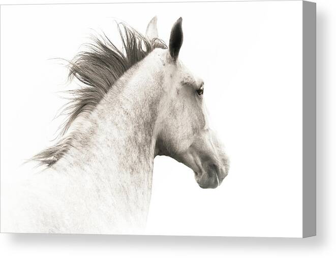  Canvas Print featuring the photograph Horse by Tony HUTSON