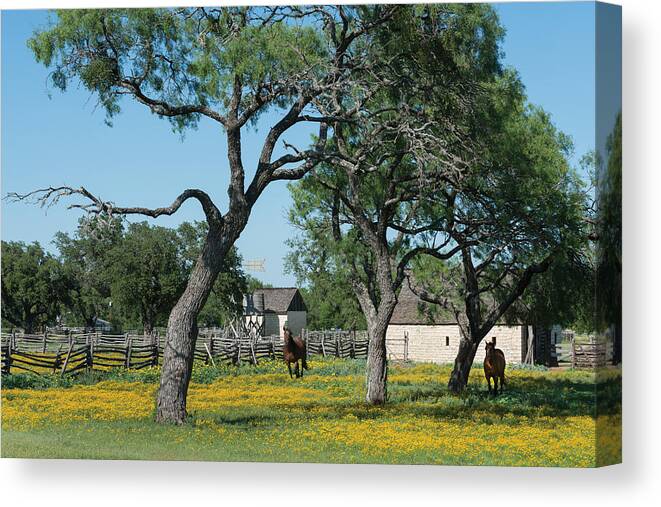 Texas Canvas Print featuring the photograph Horses gallop in a National Park Service meadow in Johnson City by Carol M Highsmith