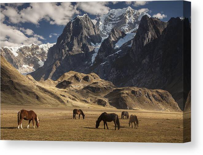 00498204 Canvas Print featuring the photograph Horses Grazing Under Siula Grande by Colin Monteath