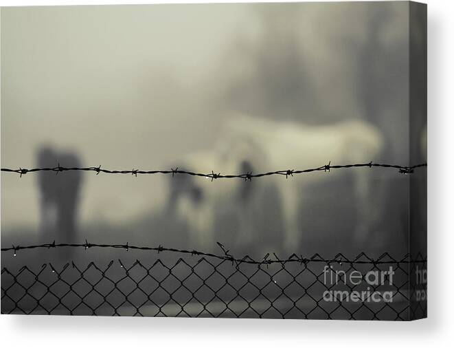 Horse Canvas Print featuring the photograph Horses in the mist behind barbed wire by Dimitar Hristov