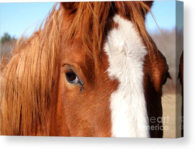 Horse Canvas Print featuring the photograph Horse's Mane by Thomas Marchessault