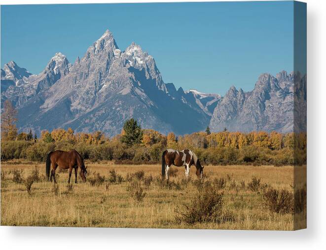 Horse Canvas Print featuring the photograph Horses of the Tetons by Jody Partin