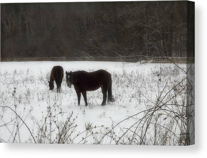 Horses Canvas Print featuring the photograph Horses Two by Ross Powell