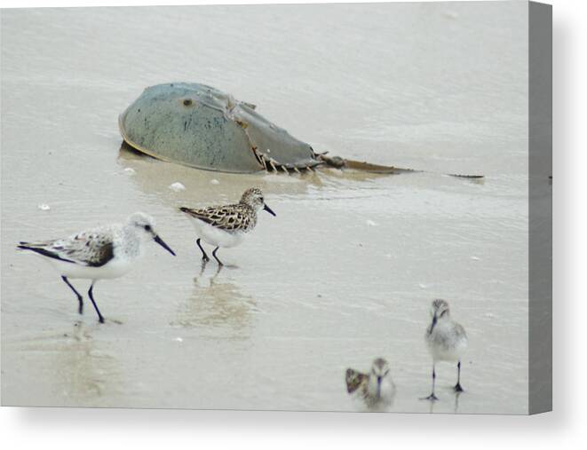 Sand Canvas Print featuring the photograph Horseshoe Crab with Migrating Shorebirds by Richard Bryce and Family