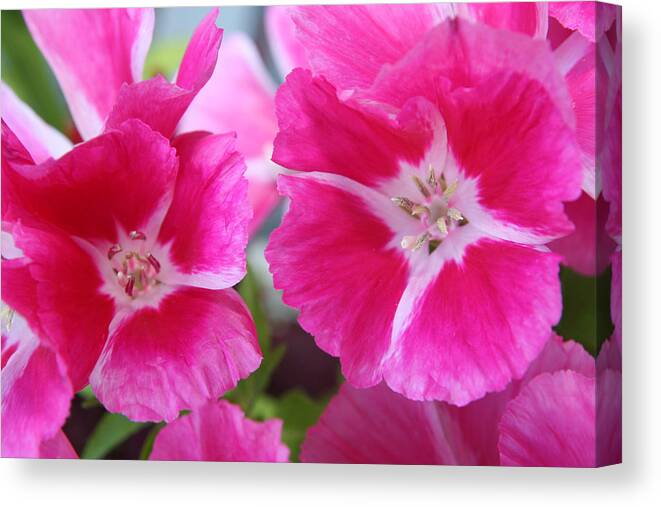 Dianthus Canvas Print featuring the photograph Hot Pink Dianthus by Tammy Pool