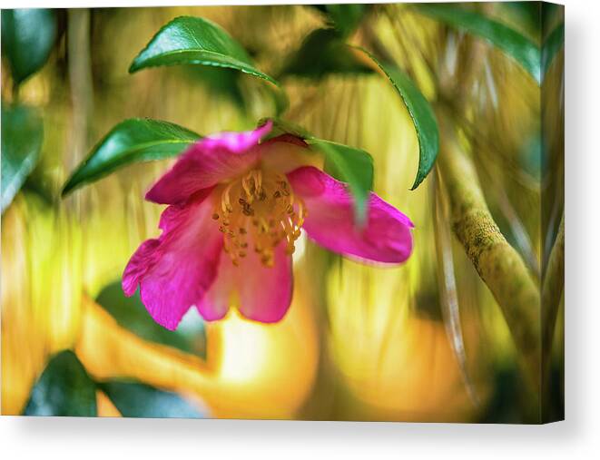 Hot Pink Prints Canvas Print featuring the photograph Hot Pink by John Harding