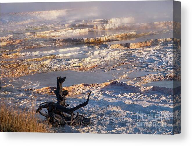 Mammoth Hot Springs Canvas Print featuring the photograph Mammoth Hot Springs One by Bob Phillips
