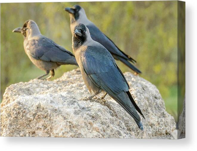 Bird Canvas Print featuring the photograph House Crow 02 by Werner Padarin