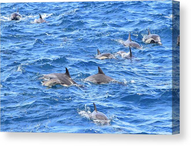 Dolphin Canvas Print featuring the photograph How Many by Shoal Hollingsworth