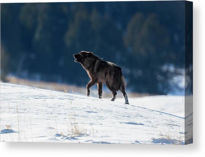 Mark Miller Photos Canvas Print featuring the photograph Howling Black Yearling Wolf by Mark Miller