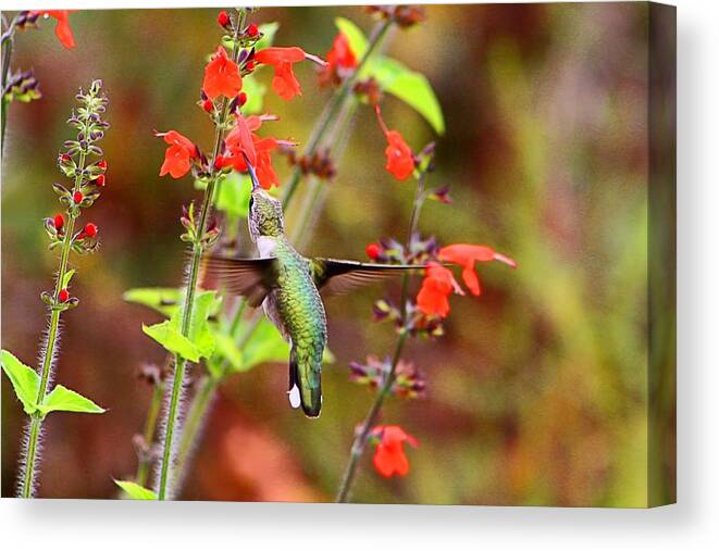 Hummer Canvas Print featuring the photograph Hummer Female Rubythroat by Kathryn Meyer