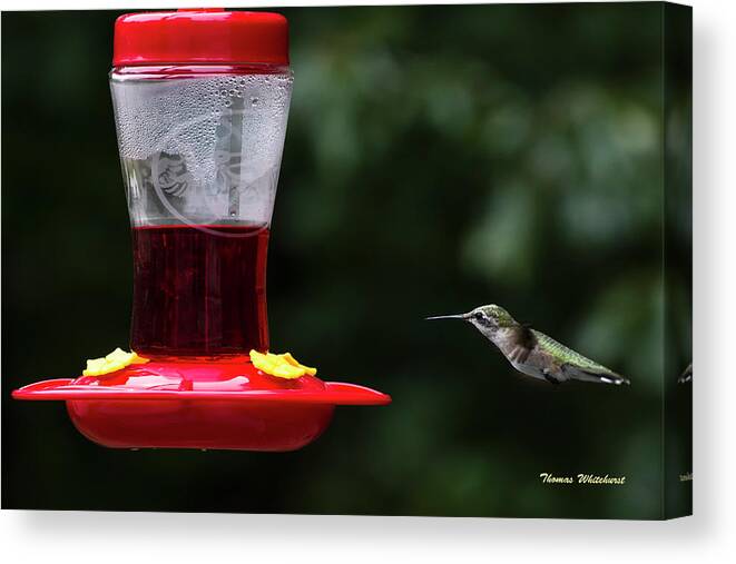 Wildlife Canvas Print featuring the photograph Hummer in flight-#003 by Thomas Whitehurst