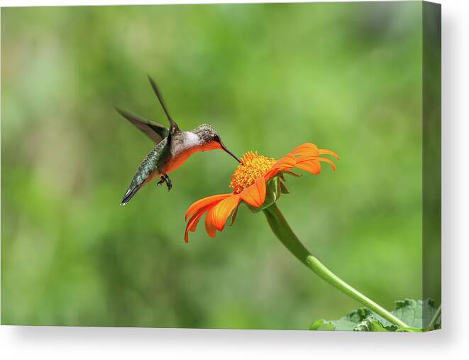Ronnie Maum Canvas Print featuring the photograph Hummer on Orange Zinnia by Ronnie Maum