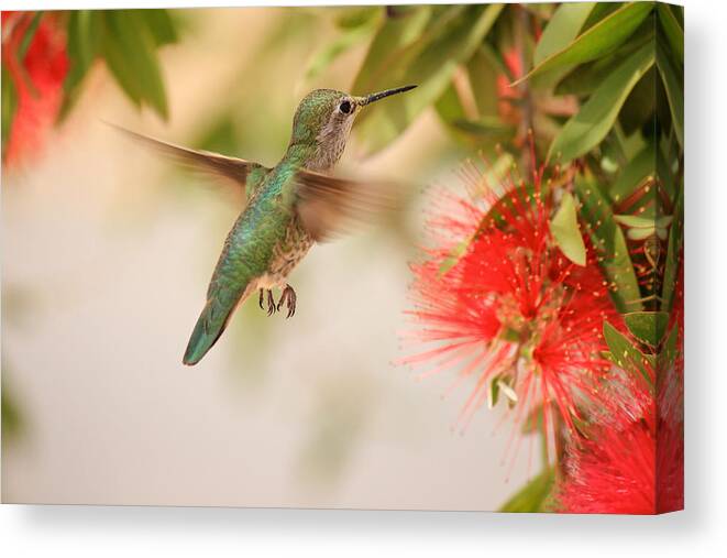 Hummingbird Canvas Print featuring the photograph Hummingbird in Paradise by Penny Meyers