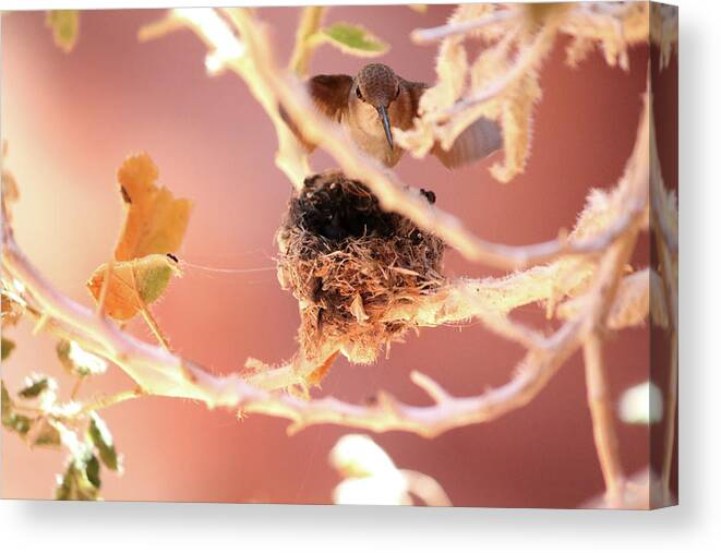 Hummingbird Canvas Print featuring the photograph Hummingbird Nest by Brook Burling