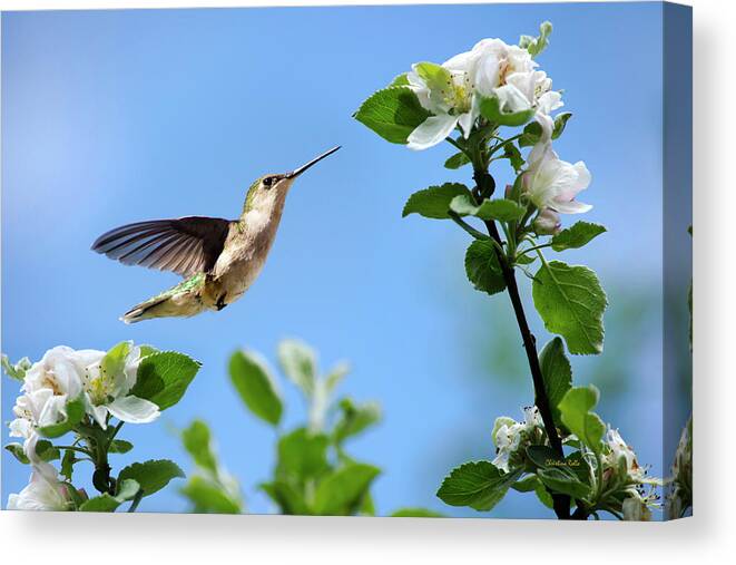 Birds Canvas Print featuring the photograph Hummingbird Springtime by Christina Rollo