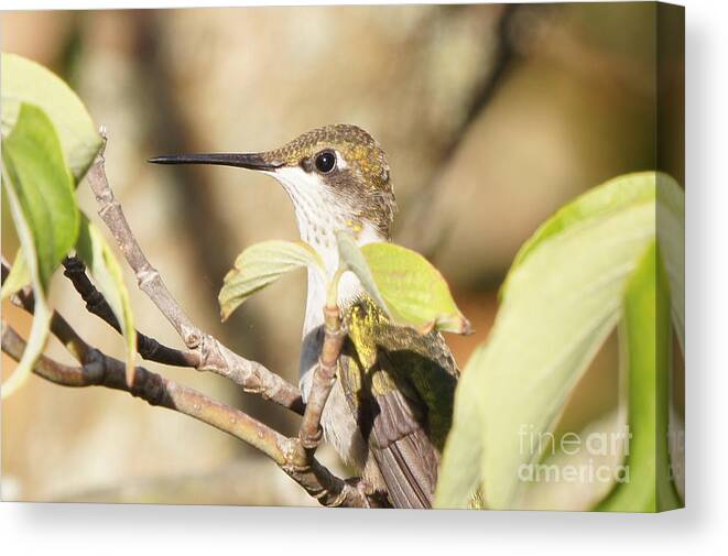 Hummingbird Canvas Print featuring the photograph Hummingbird Watching the Watcher by Robert E Alter Reflections of Infinity