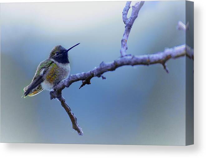 Hummingbird Canvas Print featuring the photograph Hummingbird11 by Loni Collins