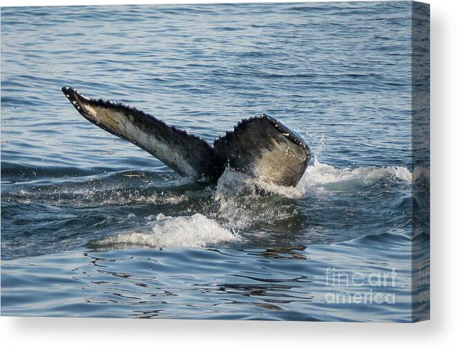 Whale Canvas Print featuring the photograph Humpback Fluke by Lorraine Cosgrove