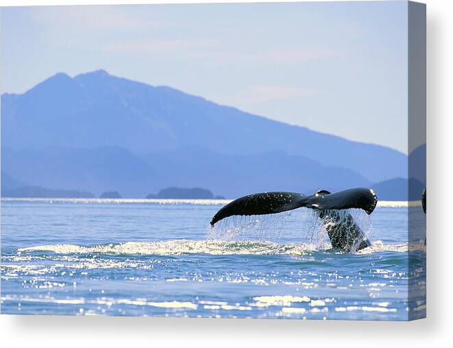 Alaska Canvas Print featuring the photograph Humpback Whale Flukes by John Hyde - Printscapes