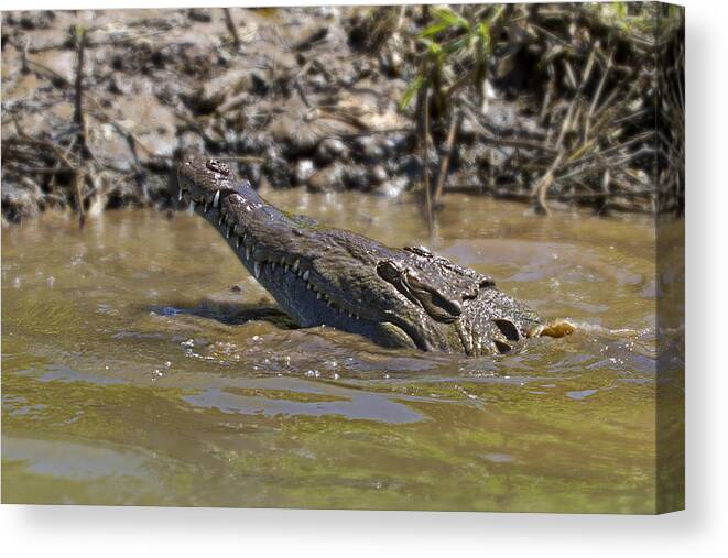 Nature Canvas Print featuring the photograph Hungry Croc by Arthur Dodd