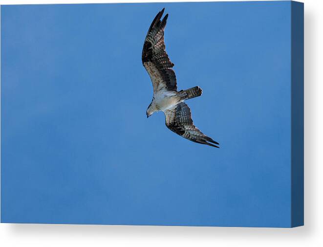 Animal Flying Canvas Print featuring the photograph Hunting Osprey by Brian Green