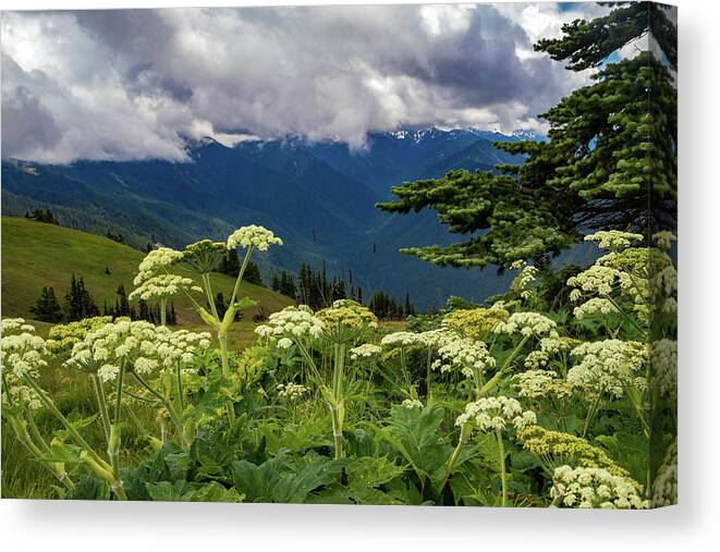 Hurricane Ridge Canvas Print featuring the photograph Hurricane Ridge Wildflowers and Clouds by Roslyn Wilkins