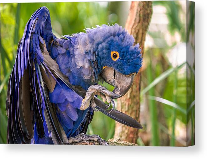 Hyacinth Macaw Canvas Print featuring the photograph Hyacinth Macaw by Traveler's Pics