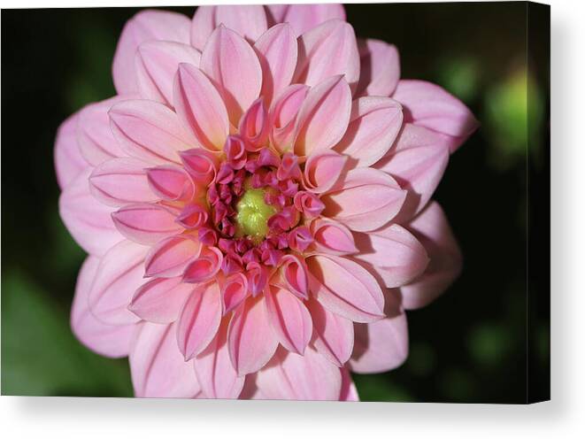 Flower Canvas Print featuring the photograph I Am Beautiful by Johanna Hurmerinta