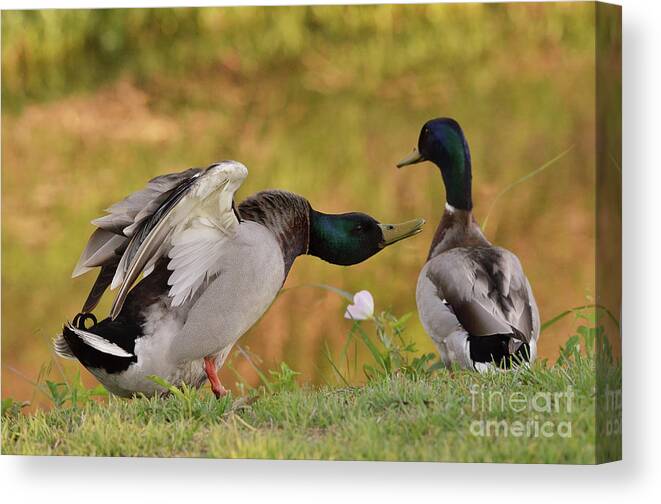 Duck Canvas Print featuring the photograph I Am In Charge Here by Debby Pueschel