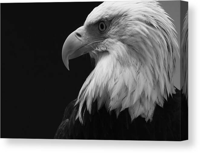 Bald Eagle Canvas Print featuring the photograph I Am Smiling by David Andersen