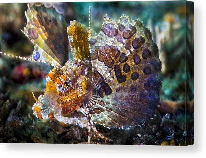 Macro Canvas Print featuring the photograph I Am So Fancy by Sandra Edwards