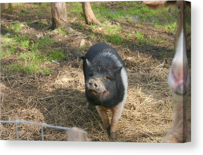 Pig Canvas Print featuring the photograph I am SO happy like a pig in mud by Marie Neder