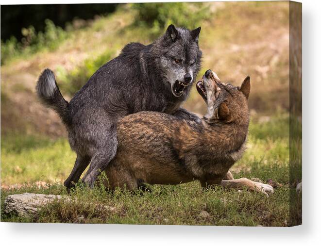 Wolf Canvas Print featuring the photograph I Am The Boss by Sebastian Graf