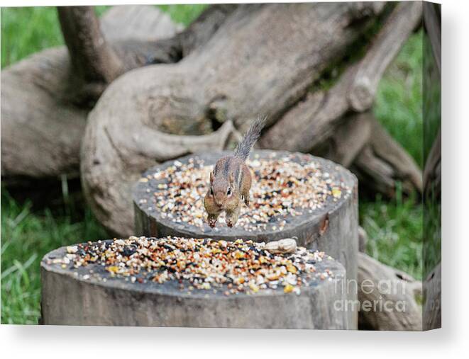 Chipmunk Canvas Print featuring the photograph I can fly short distances by Dan Friend