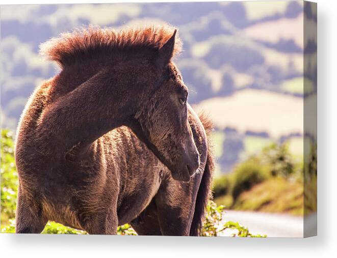 Pony Canvas Print featuring the photograph I Can See You by Tom Conway