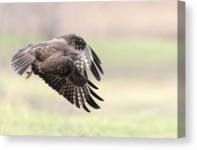 Wildlife Canvas Print featuring the photograph I Fly Away by Alberto Carati