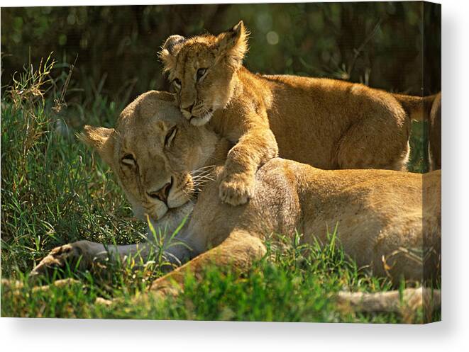 Africa Canvas Print featuring the photograph I love my mother by Johan Elzenga