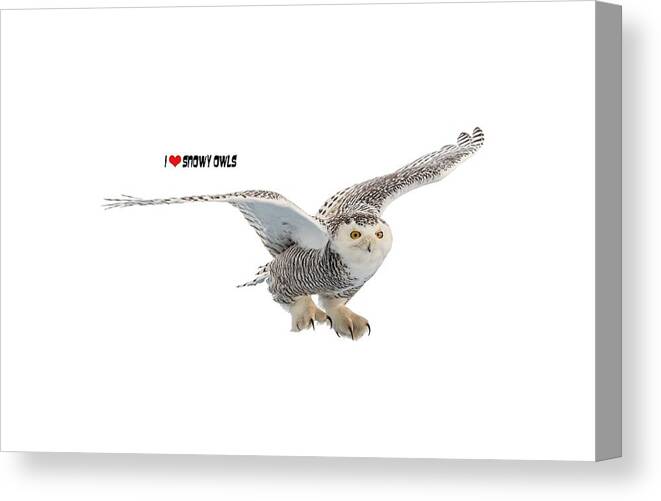 Snowy Owl Canvas Print featuring the photograph I LOVE Snowy Owls T-Shirt by Everet Regal