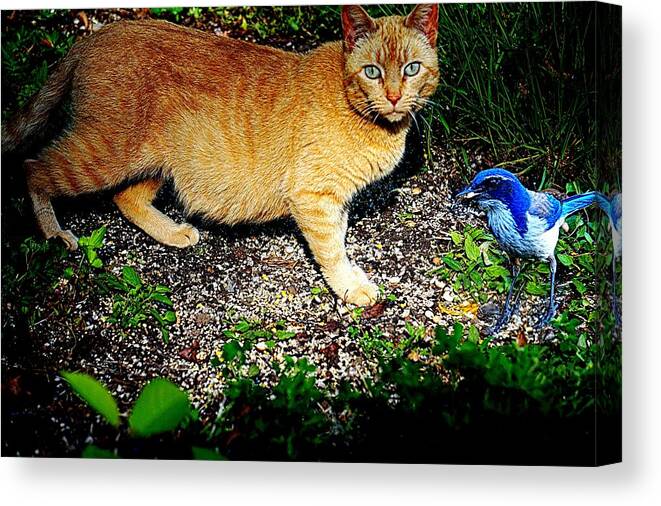Feline Canvas Print featuring the photograph I See a Puddy Kat by Nick Kloepping
