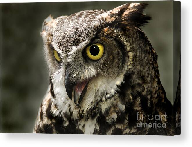 Owl Canvas Print featuring the photograph I see you by Chris Wharmby