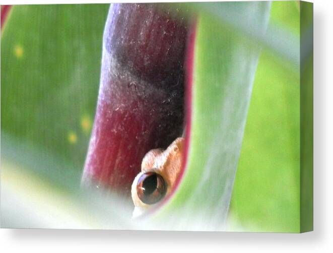 A Baby Frog Living Inside The Bright Canvas Print featuring the photograph I See You Freddie the Peeping Frog by Belinda Lee