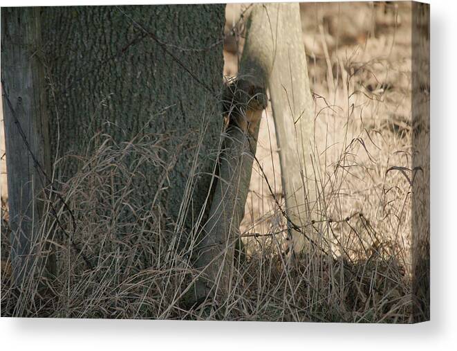 Squirrel Canvas Print featuring the photograph I see you by Troy Stapek