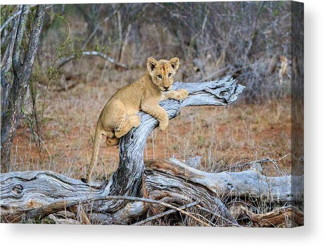 Babies Canvas Print featuring the photograph I Think I Can by Jennifer Ludlum