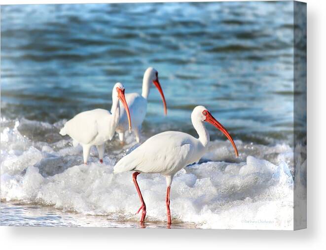 Ibis Canvas Print featuring the photograph Ibis In Ocean Surf by Barbara Chichester