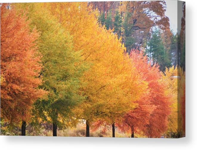 Multi-colored Trees Canvas Print featuring the photograph October Trees by Chuck Brown